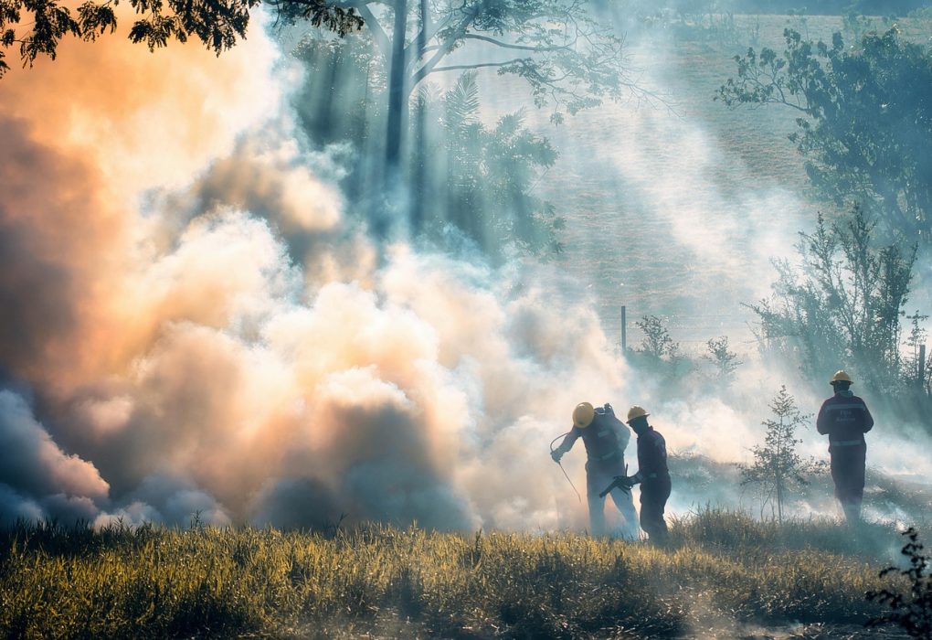 Proses Hapus Sarang Tawon di DPRD oleh Dinas Damkar Batam